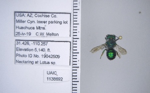  ( - UAIC1138692)  @11 [ ] by (2021) Wendy Moore University of Arizona Insect Collection
