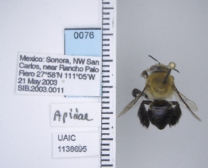  ( - UAIC1138695)  @11 [ ] by (2021) Wendy Moore University of Arizona Insect Collection