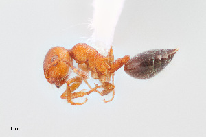  (Crematogaster depilis - UAIC1148210)  @11 [ ] Unspecified (default): All Rights Reserved (2023) Wendy Moore University of Arizona