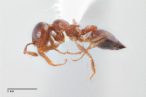  (Crematogaster isolata - UAIC1148211)  @11 [ ] Unspecified (default): All Rights Reserved (2023) Wendy Moore University of Arizona