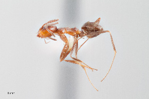  (Dorymyrmex az02 - UAIC1148215)  @11 [ ] Unspecified (default): All Rights Reserved (2023) Wendy Moore University of Arizona