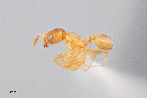  (Pheidole gilvescens - UAIC1148240)  @11 [ ] Unspecified (default): All Rights Reserved (2023) Wendy Moore University of Arizona