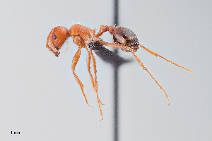  (Pogonomyrmex bicolor - UAIC1148284)  @11 [ ] Unspecified (default): All Rights Reserved (2023) Wendy Moore University of Arizona