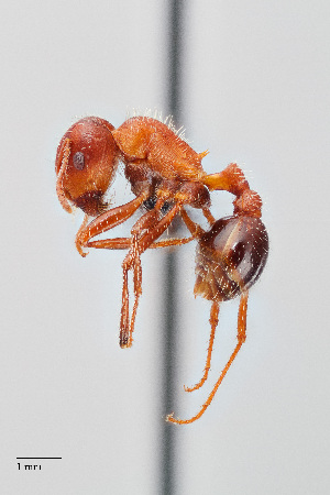  (Pogonomyrmex californicus - UAIC1148285)  @11 [ ] Unspecified (default): All Rights Reserved (2023) Wendy Moore University of Arizona