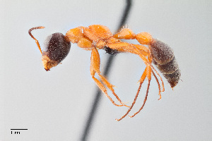  (Pseudomyrmex major - UAIC1148288)  @11 [ ] Unspecified (default): All Rights Reserved (2023) Wendy Moore University of Arizona