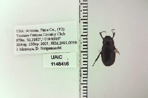  ( - UAIC1148416)  @11 [ ] by (2022) Joseph Montoya University of Arizona, Insect Collection