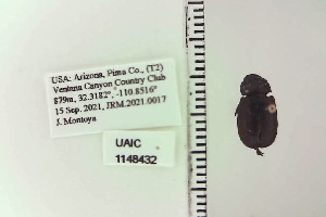  ( - UAIC1148432)  @11 [ ] by (2022) Joseph Montoya University of Arizona, Insect Collection