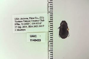  ( - UAIC1148433)  @11 [ ] by (2022) Joseph Montoya University of Arizona, Insect Collection