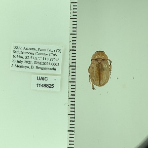  ( - UAIC1148825)  @11 [ ] by (2022) Joseph Montoya University of Arizona, Insect Collection