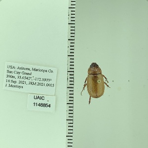  ( - UAIC1148854)  @11 [ ] by (2022) Joseph Montoya University of Arizona, Insect Collection