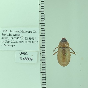  ( - UAIC1148869)  @11 [ ] by (2022) Joseph Montoya University of Arizona, Insect Collection