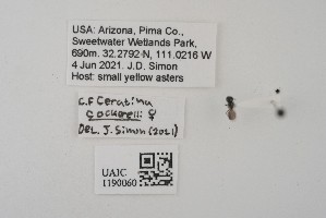  (Ceratina cockocelli - UAIC1190060)  @11 [ ] CC BY (2025) University of Arizona Insect Collection University of Arizona Insect Collection