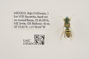  ( - UAIC1191024)  @11 [ ] CC BY (2025) University of Arizona Insect Collection University of Arizona Insect Collection