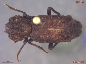  ( - UAM:Ento:174686)  @13 [ ] CreativeCommons - Attribution Non-Commercial No Derivatives (2013) Derek Sikes University of Alaska Museum