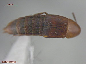  ( - UAM:Ento:69279)  @11 [ ] CreativeCommons  Attribution Non-Commercial No Derivatives (2016) Derek Sikes University of Alaska Museum
