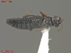  ( - UAM:Ento:70504)  @11 [ ] CreativeCommons  Attribution Non-Commercial No Derivatives (2018) Derek Sikes University of Alaska Museum