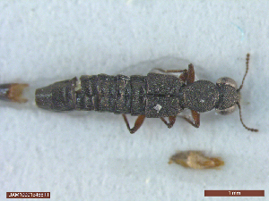  ( - UAM:Ento:70519)  @11 [ ] CreativeCommons  Attribution Non-Commercial No Derivatives (2018) Derek Sikes University of Alaska Museum