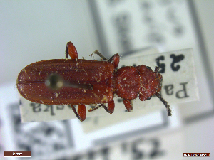  ( - UAM:Ento:72209)  @11 [ ] CreativeCommons  Attribution Non-Commercial No Derivatives (2023) Derek Sikes University of Alaska Museum