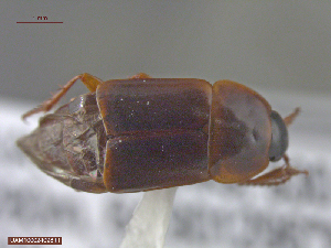  ( - UAM:Ento:83204)  @12 [ ] CreativeCommons  Attribution Non-Commercial No Derivatives (2016) Derek Sikes University of Alaska Museum