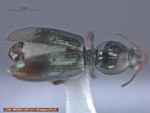  ( - UAM:Ento:79918)  @11 [ ] CreativeCommons - Attribution Non-Commercial No Derivatives (2015) Derek Sikes University of Alaska Museum