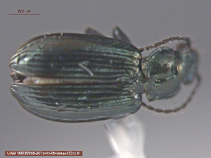  ( - UAM:Ento:87440)  @11 [ ] CreativeCommons - Attribution Non-Commercial No Derivatives (2015) Derek Sikes University of Alaska Museum