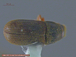 ( - UAM:Ento:84004)  @12 [ ] CreativeCommons - Attribution Non-Commercial No Derivatives (2014) Derek Sikes University of Alaska Museum