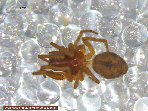  ( - UAM:Ento:91203)  @12 [ ] CreativeCommons - Attribution Non-Commercial No Derivatives (2013) Derek Sikes University of Alaska Museum