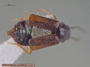  (Porrhodites fenestralis - UAM:Ento:109791)  @12 [ ] CreativeCommons - Attribution Non-Commercial No Derivatives (2014) Derek Sikes University of Alaska Museum