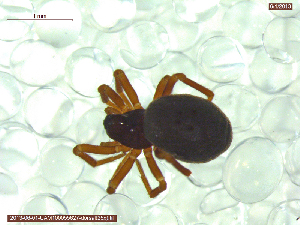  ( - UAM:Ento:235724)  @11 [ ] CreativeCommons - Attribution Non-Commercial No Derivatives (2013) Derek Sikes University of Alaska Museum