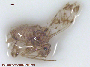  ( - UAM:Ento:311337)  @13 [ ] CreativeCommons - Attribution Non-Commercial No Derivatives (2015) Derek Sikes University of Alaska Museum