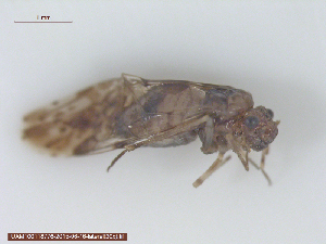  ( - UAM:Ento:311338)  @13 [ ] CreativeCommons - Attribution Non-Commercial No Derivatives (2015) Derek Sikes University of Alaska Museum