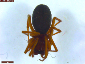  ( - UAM:Ento:483811)  @11 [ ] CreativeCommons  Attribution Non-Commercial No Derivatives (2023) Derek Sikes University of Alaska Museum
