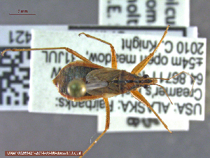 ( - UAM:Ento:142519)  @13 [ ] CreativeCommons - Attribution Non-Commercial No Derivatives (2014) Derek Sikes University of Alaska Museum