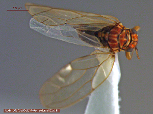  (Aphalara nigra - UAM:Ento:141699)  @11 [ ] CreativeCommons - Attribution Non-Commercial No Derivatives (2014) Derek Sikes University of Alaska Museum