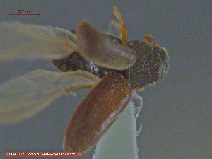  ( - UAM:Ento:141567)  @12 [ ] CreativeCommons - Attribution Non-Commercial No Derivatives (2014) Derek Sikes University of Alaska Museum
