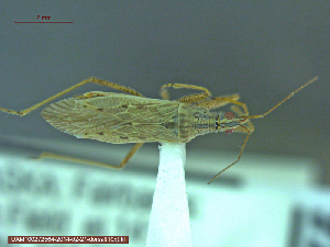  ( - UAM:Ento:146089)  @12 [ ] CreativeCommons - Attribution Non-Commercial No Derivatives (2014) Derek Sikes University of Alaska Museum