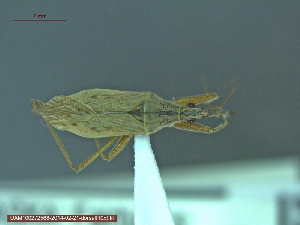  ( - UAM:Ento:146085)  @12 [ ] CreativeCommons - Attribution Non-Commercial No Derivatives (2014) Derek Sikes University of Alaska Museum