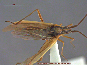  ( - UAM:Ento:146227)  @12 [ ] CreativeCommons - Attribution Non-Commercial No Derivatives (2014) Derek Sikes University of Alaska Museum