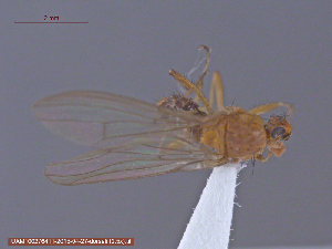  ( - UAM:Ento:153072)  @12 [ ] CreativeCommons - Attribution Non-Commercial No Derivatives (2015) Derek Sikes University of Alaska Museum