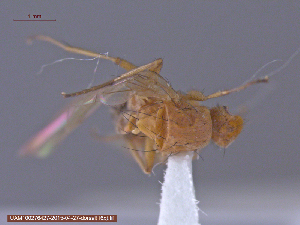  ( - UAM:Ento:153066)  @12 [ ] CreativeCommons - Attribution Non-Commercial No Derivatives (2015) Derek Sikes University of Alaska Museum