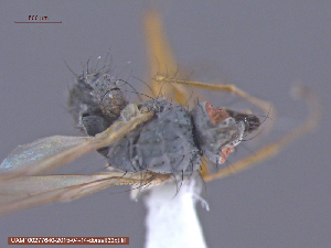  ( - UAM:Ento:152167)  @11 [ ] CreativeCommons - Attribution Non-Commercial No Derivatives (2015) Derek Sikes University of Alaska Museum