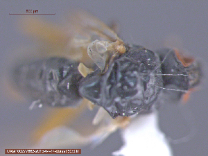  ( - UAM:Ento:152165)  @11 [ ] CreativeCommons - Attribution Non-Commercial No Derivatives (2015) Derek Sikes University of Alaska Museum