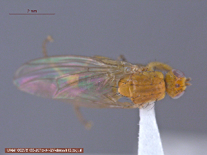  ( - UAM:Ento:151823)  @12 [ ] CreativeCommons - Attribution Non-Commercial No Derivatives (2015) Derek Sikes University of Alaska Museum