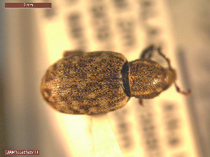  (Lepidophorus inquinatus - UAM:Ento:163125)  @11 [ ] CreativeCommons  Attribution Non-Commercial No Derivatives (2021) Derek Sikes University of Alaska Museum