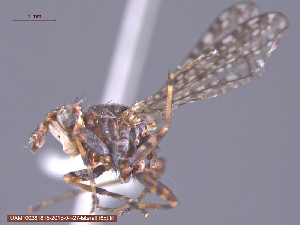  ( - UAM:Ento:163693)  @12 [ ] CreativeCommons - Attribution Non-Commercial No Derivatives (2015) Derek Sikes University of Alaska Museum