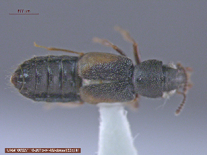  ( - UAM:Ento:214067)  @11 [ ] CreativeCommons - Attribution Non-Commercial No Derivatives (2015) Derek Sikes University of Alaska Museum