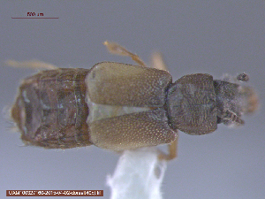  ( - UAM:Ento:214068)  @11 [ ] CreativeCommons - Attribution Non-Commercial No Derivatives (2015) Derek Sikes University of Alaska Museum