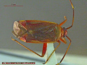  ( - UAM:Ento:213982)  @13 [ ] CreativeCommons - Attribution Non-Commercial No Derivatives (2014) Derek Sikes University of Alaska Museum