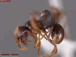  (Myrmica sp - UAM:Ento:221852)  @11 [ ] CreativeCommons  Attribution Non-Commercial No Derivatives (2024) Derek Sikes University of Alaska Museum