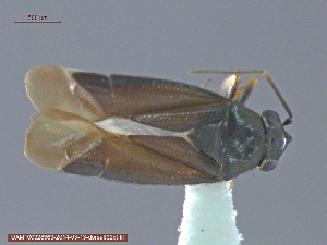  ( - UAM:Ento:222081)  @13 [ ] CreativeCommons - Attribution Non-Commercial No Derivatives (2014) Derek Sikes University of Alaska Museum